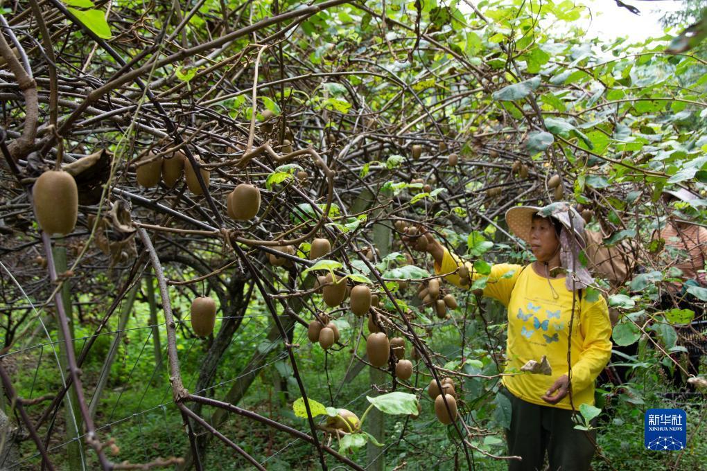 金葫芦888游戏下载